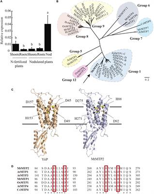 MtMTP2-Facilitated Zinc Transport Into Intracellular Compartments Is Essential for Nodule Development in Medicago truncatula